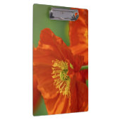 Mooie rode papavery klembord (Rechts)