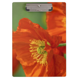 Mooie rode papavery klembord