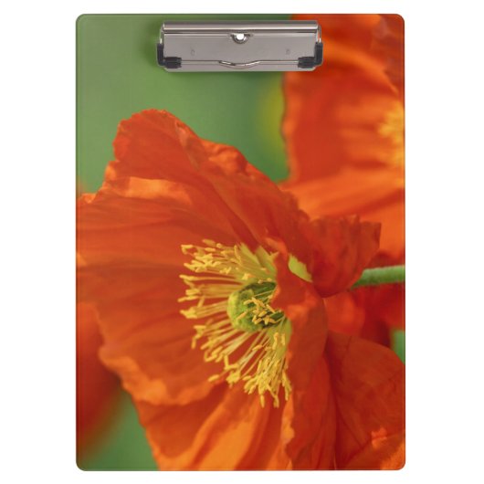 Mooie rode papavery klembord (Voorkant)