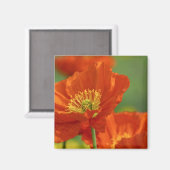 Mooie rode papavery magneet (Voorkant / Achterkant)