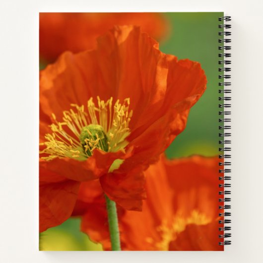 Mooie rode papavery notitieboek (Achterkant)