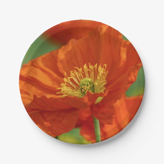 Mooie rode papavery papieren bordje (Voorkant)