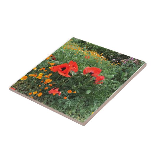 Mooie rode papavery   tegeltje (Zijkant)