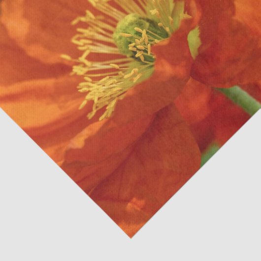 Mooie rode papavery tissuepapier (Detail)