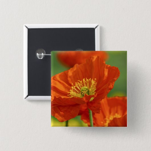 Mooie rode papavery vierkante button 5,1 cm (Voorkant /achterkant)