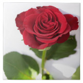 Mooie rode rode rode rode rode rozenbloem tegeltje (Voorkant)