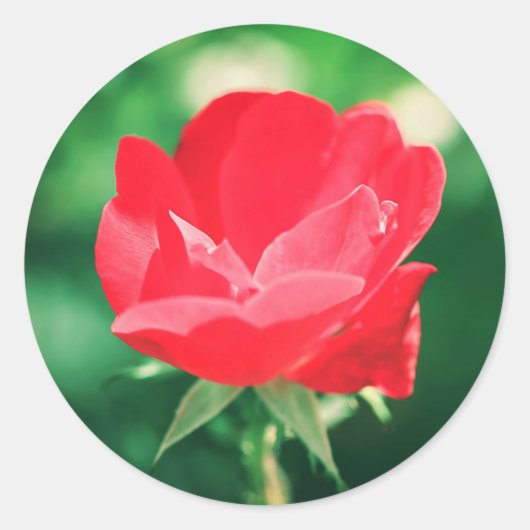 Mooie rode rode rozenbloem Sticker (Voorkant)