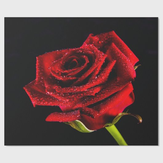 Mooie rode roos cadeaupapier (Vlak)