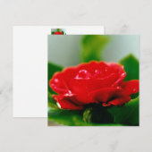 Mooie rode roos ochtend dauw druppels feestdagenkaart (Voorkant / Achterkant)