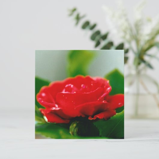 Mooie rode roos ochtend dauw druppels feestdagenkaart (Staand voorkant)