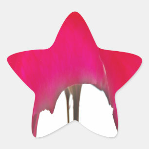 Mooie Rode roos onder de witte hemel Ster Sticker