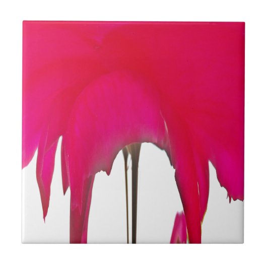 Mooie Rode roos onder de witte hemel Tegeltje (Voorkant)