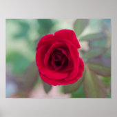 Mooie Rode Roos Poster (Voorkant)