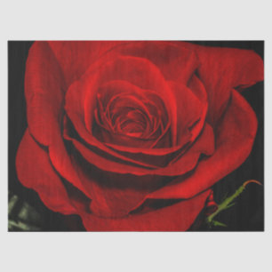 Mooie rode roze bloem foto tissuepapier