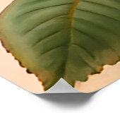 Mooie rode, roze en koraal Rozen Poster (Hoek)