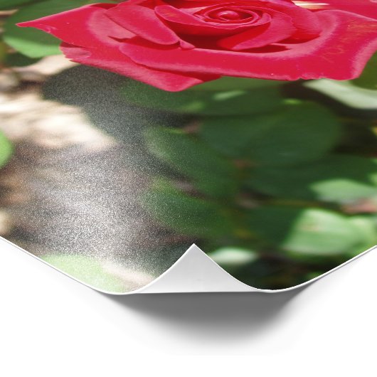 Mooie rode roze foto's afdrukken foto afdruk (Hoek)