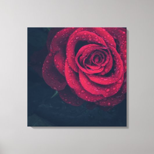 Mooie rode roze met waterdruppels canvas afdruk (Voorkant)