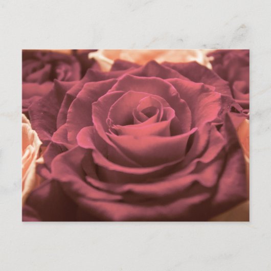Mooie rode roze rozen bloemen foto romantisch briefkaart (Voorkant)