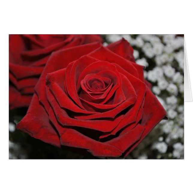 Mooie rode rozen (Voorkant Horizontaal)