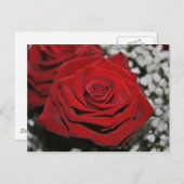 Mooie rode rozen briefkaart (Voorkant / Achterkant)