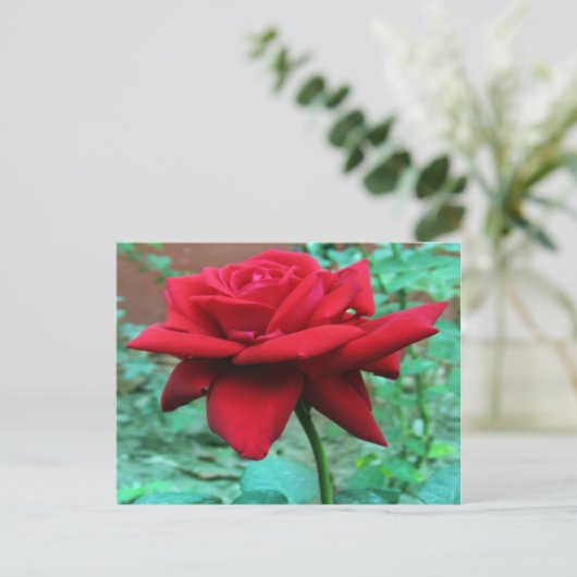 Mooie rode rozen briefkaart (Staand voorkant)