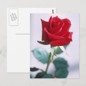 Mooie rode rozen briefkaart (Voorkant / Achterkant)