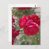 Mooie rode rozen briefkaart (Voorkant / Achterkant)