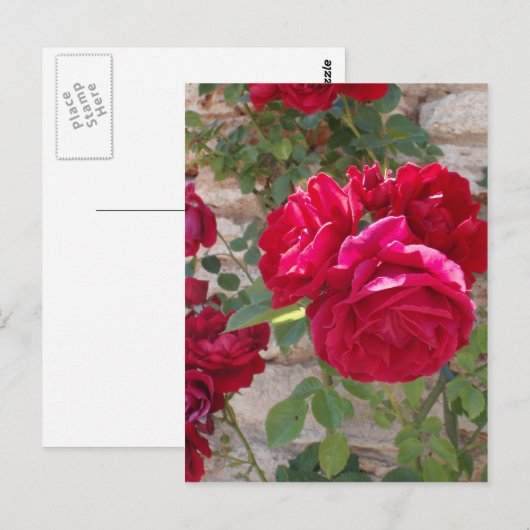 Mooie rode rozen briefkaart (Voorkant / Achterkant)