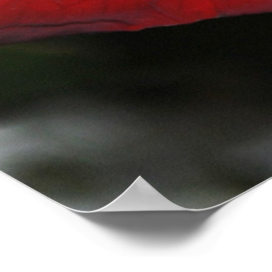 Mooie rode rozen poster (Hoek)