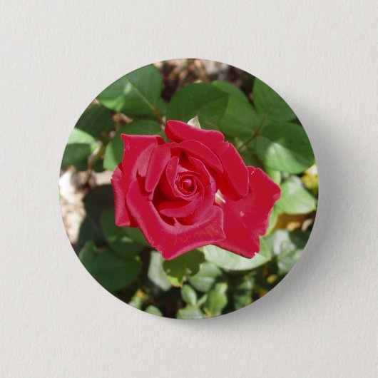 Mooie rode rozenButton Ronde Button 5,7 Cm (Voorkant)