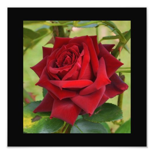 Mooie rode rozenPoster Foto Afdruk (Voorkant)