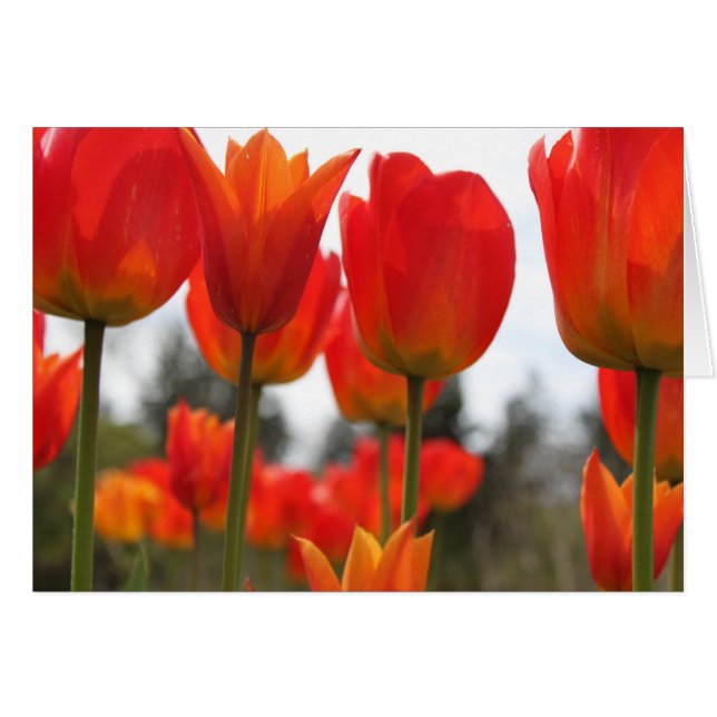 Mooie rode tulp bloemen. (Voorkant Horizontaal)