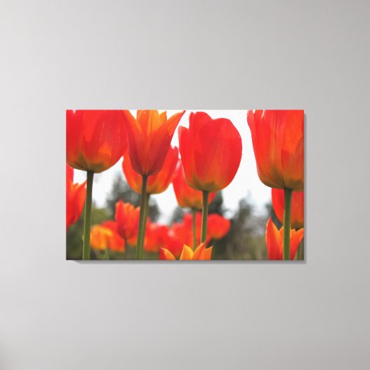 Mooie Rode Tulpbloemen. Canvas Afdruk (Voorkant)