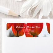 Mooie Rode Tulpbloemen. Etiket (Insitu)