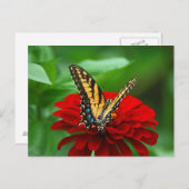 Mooie rode vlinderbloem briefkaart (Voorkant / Achterkant)