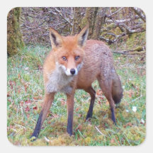 Mooie Rode Vos Bos Wilde Dieren Karakter Natuur Ku