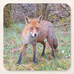 Mooie Rode Vos die Rechtdoor Kijkt Bos Dieren in h Kartonnen Onderzetters