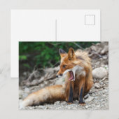 Mooie rode vos met brede open mond briefkaart (Voorkant / Achterkant)