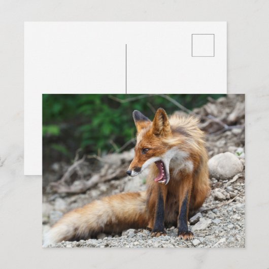 Mooie rode vos met brede open mond briefkaart (Voorkant / Achterkant)