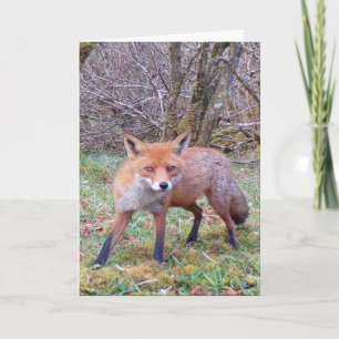 Mooie Rode Vos Wilde Natuur Scène voor Dierenliefh Kaart
