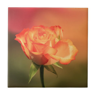 Mooie romantische rozenfoto tegeltje