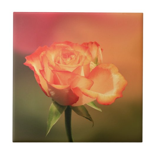 Mooie romantische rozenfoto tegeltje (Voorkant)