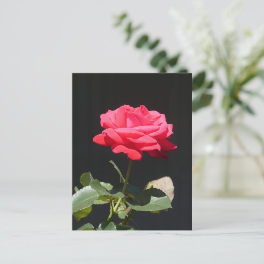 Mooie roodachtige roze roos close-up doe-het-zelf  briefkaart (Staand voorkant)