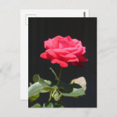 Mooie roodachtige roze roos close-up doe-het-zelf  briefkaart (Voorkant / Achterkant)