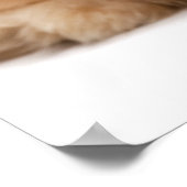 Mooie roodbaarse havanese puppy zittend poster (Hoek)