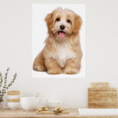 Mooie roodbaarse havanese puppy zittend poster (Keuken)
