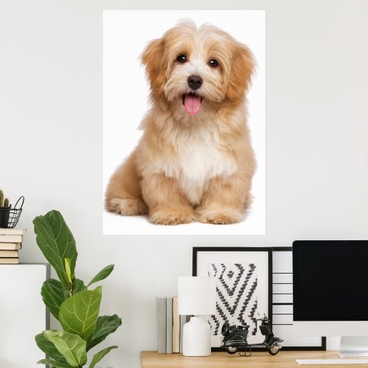 Mooie roodbaarse havanese puppy zittend poster (Thuiskantoor)