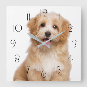 Mooie roodbaarse havanese puppy zittend vierkante klok