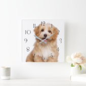 Mooie roodbaarse havanese puppy zittend vierkante klok (Huis)