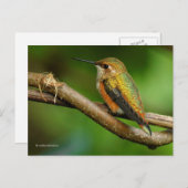 Mooie roofvogel op de Twining Vines Briefkaart (Voorkant / Achterkant)